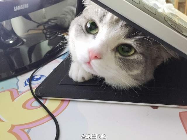Photo of a cat stuck in a laptop computer